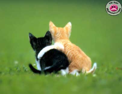 chaton!!!!